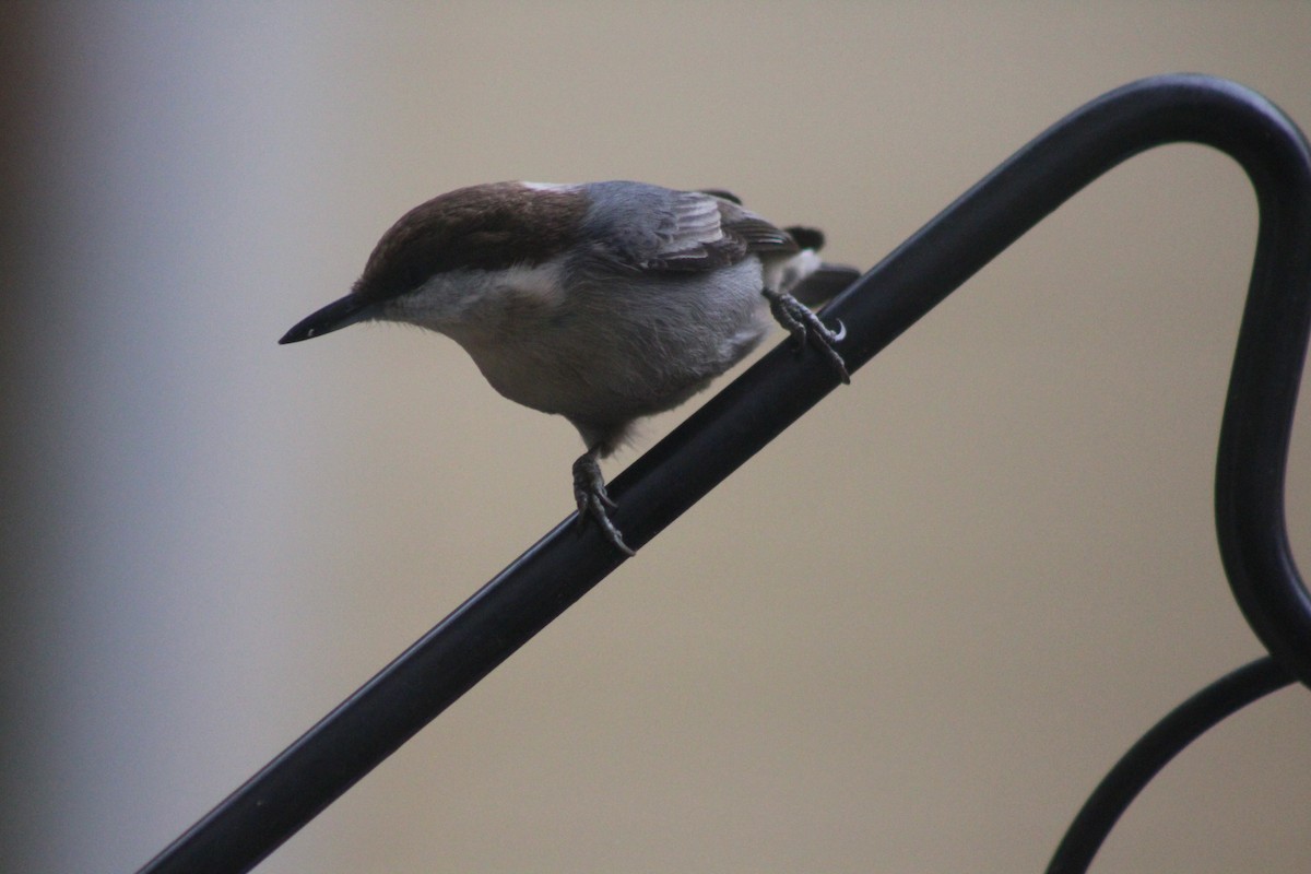 Brown-headed Nuthatch - ML612038222