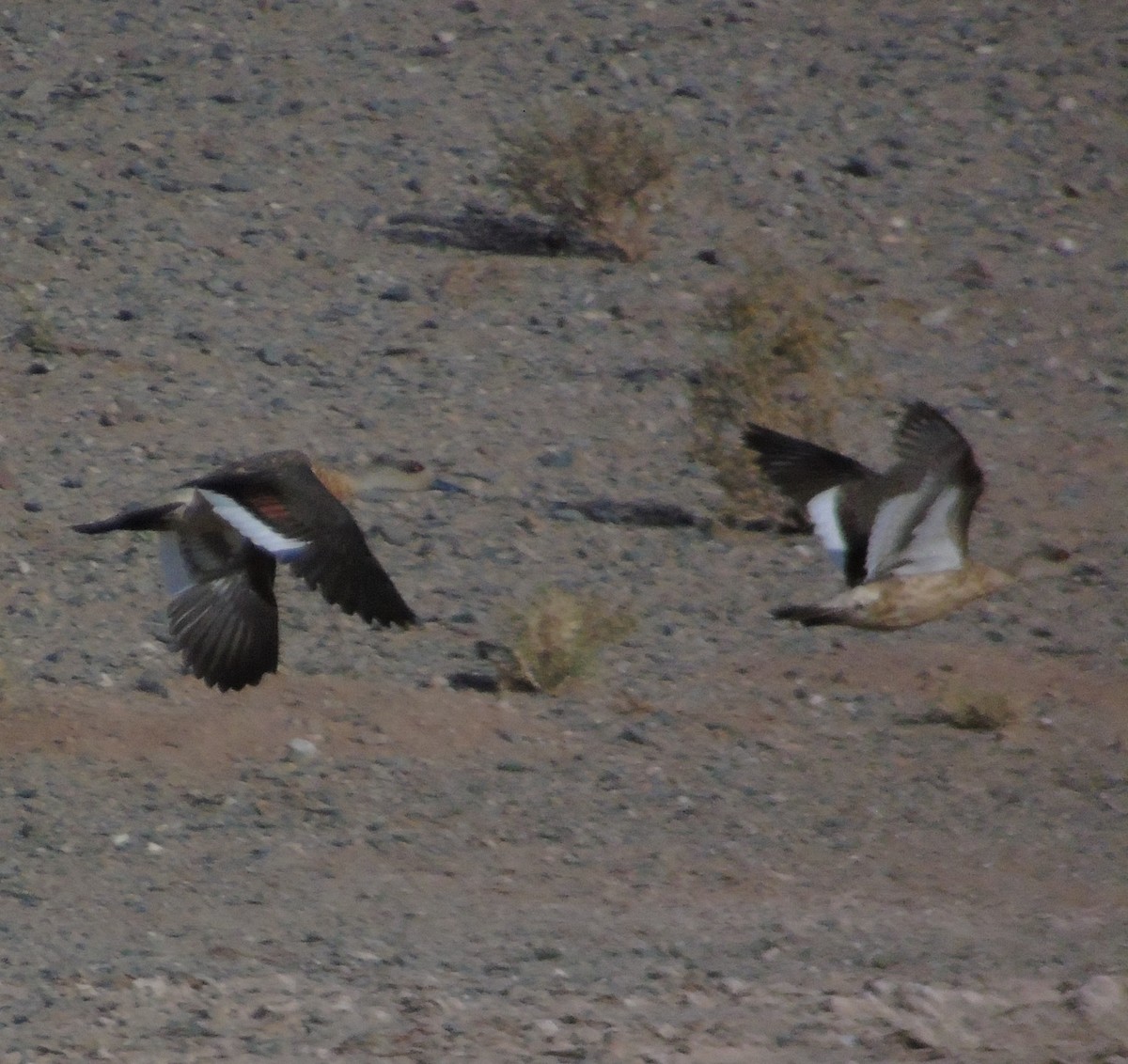 Crested Duck - ML612038323