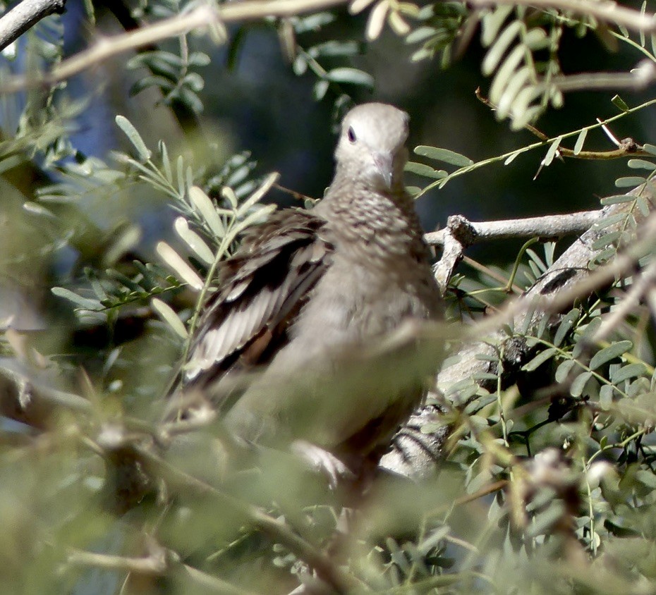 Common Ground Dove - ML612038336