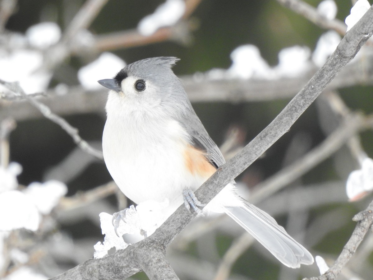 Tufted Titmouse - Jacques Bélanger