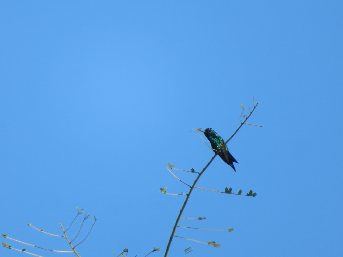 Red-billed Emerald - maicol gonzalez guzman