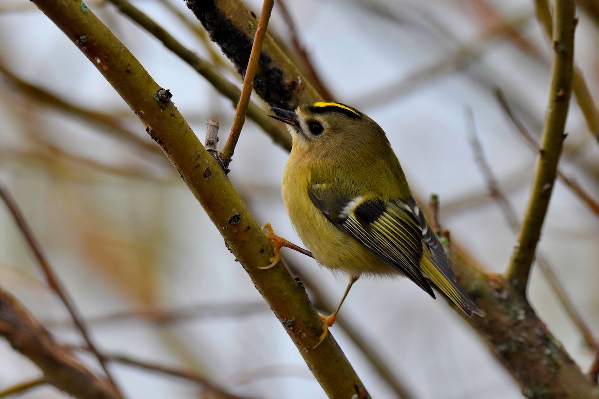 Goldcrest - Lukasz Pulawski