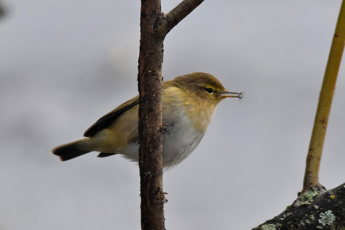 Common Chiffchaff - Lukasz Pulawski