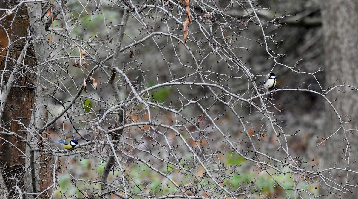 Great Tit - Lukasz Pulawski