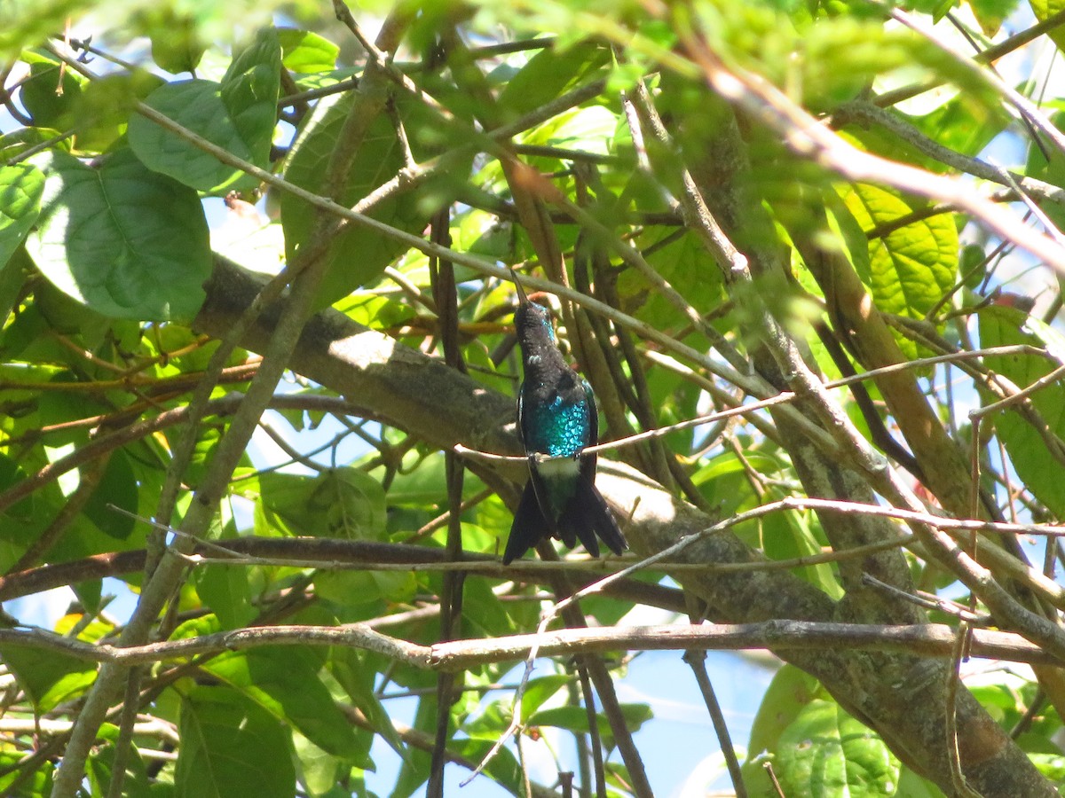 Shining-green Hummingbird - ML612038476