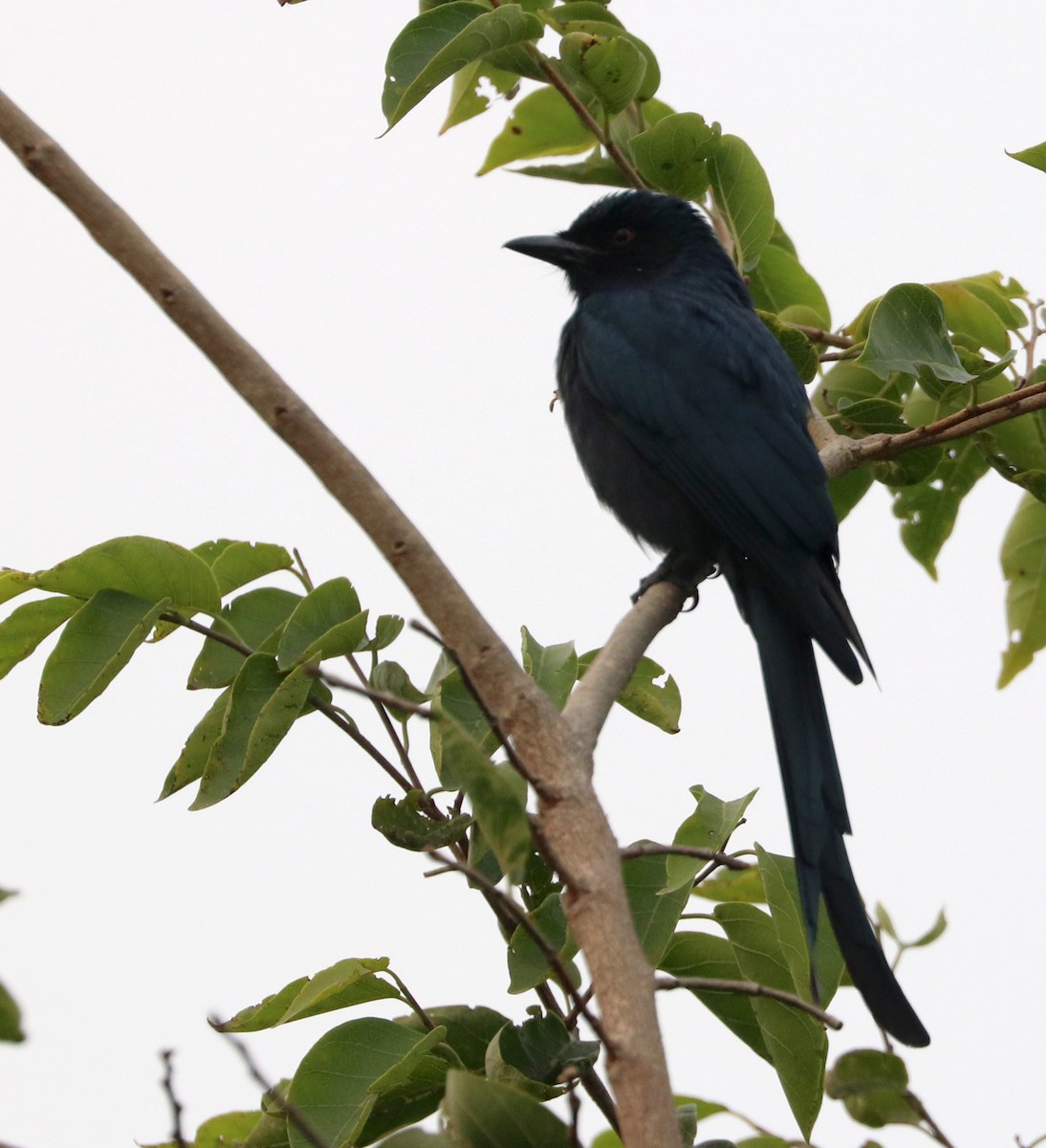 Königsdrongo - ML612038523