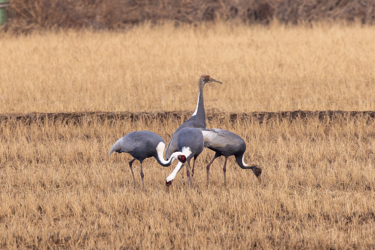 White-naped Crane - ML612038527