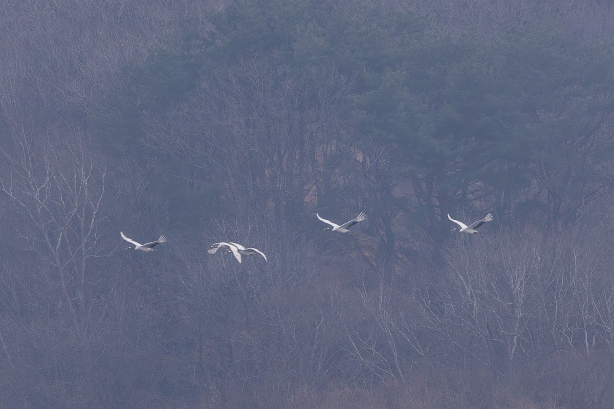 Red-crowned Crane - ML612038541