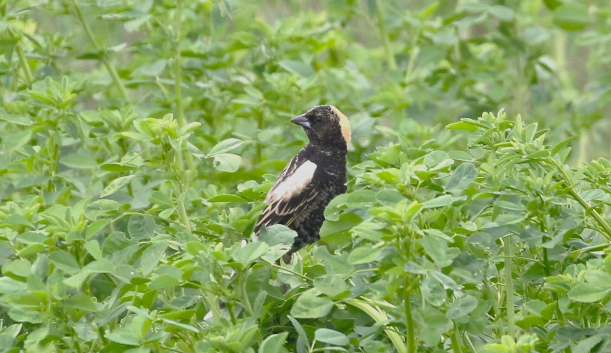 Bobolink - ML612038561