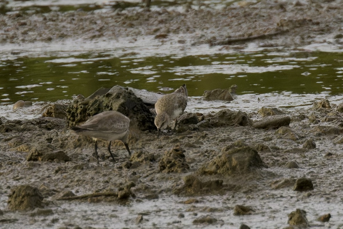 rødstrupesnipe - ML612038592