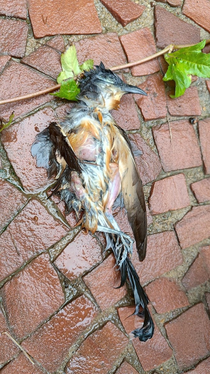 Dark-billed Cuckoo - ML612038635