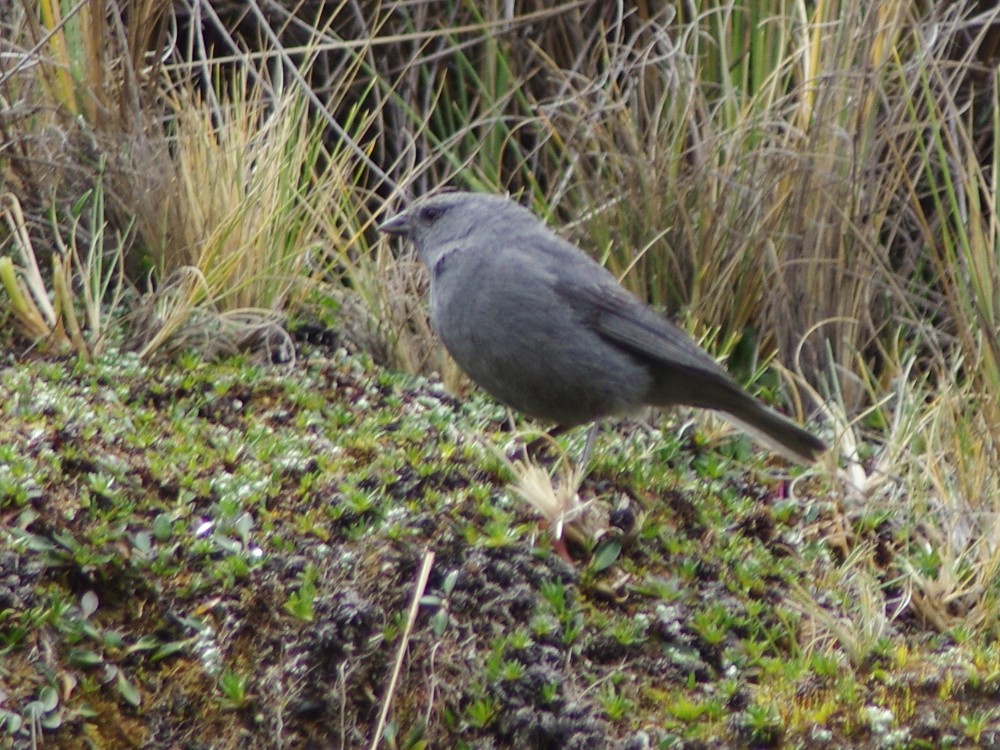 Plumbeous Sierra Finch - ML612038733