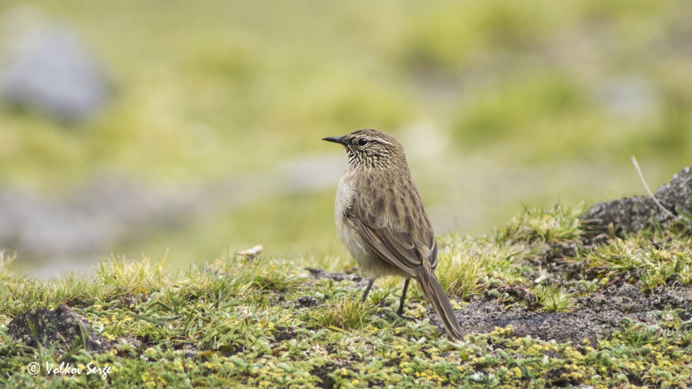 Streak-throated Canastero - Volkov Sergey