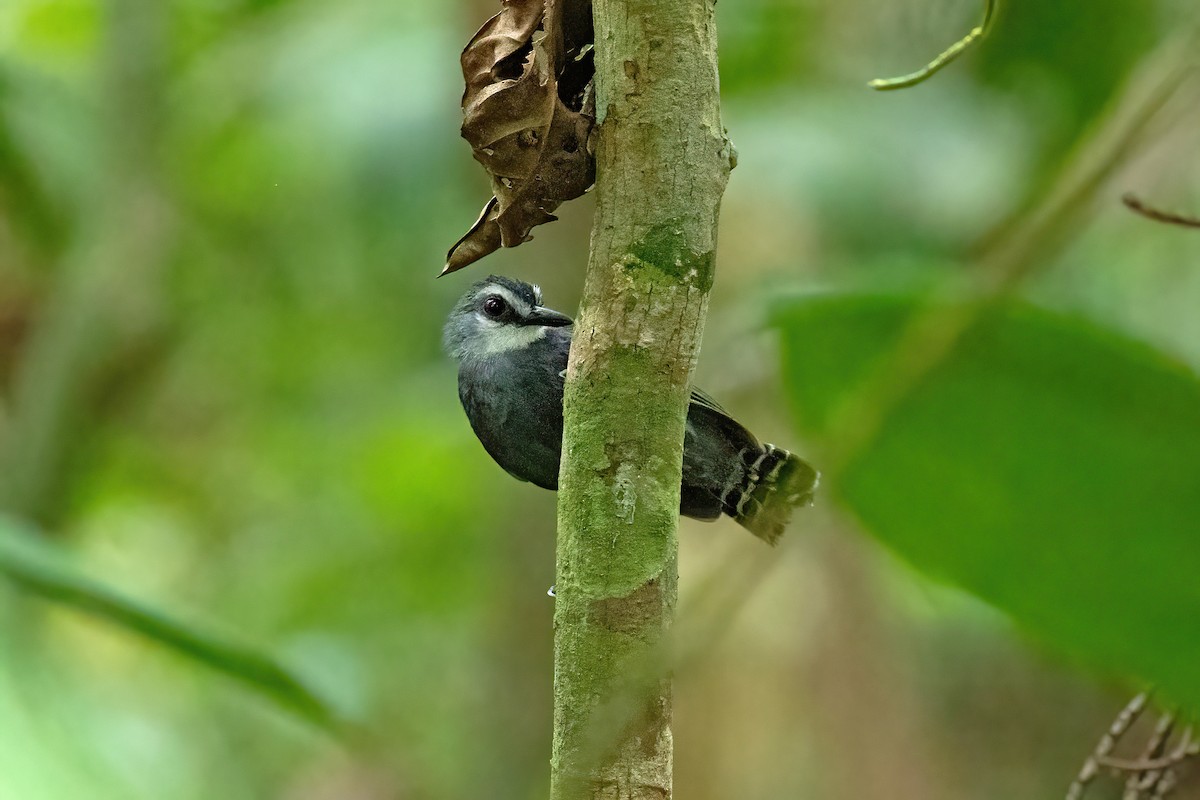 Bindenschwanz-Ameisenvogel - ML612038895