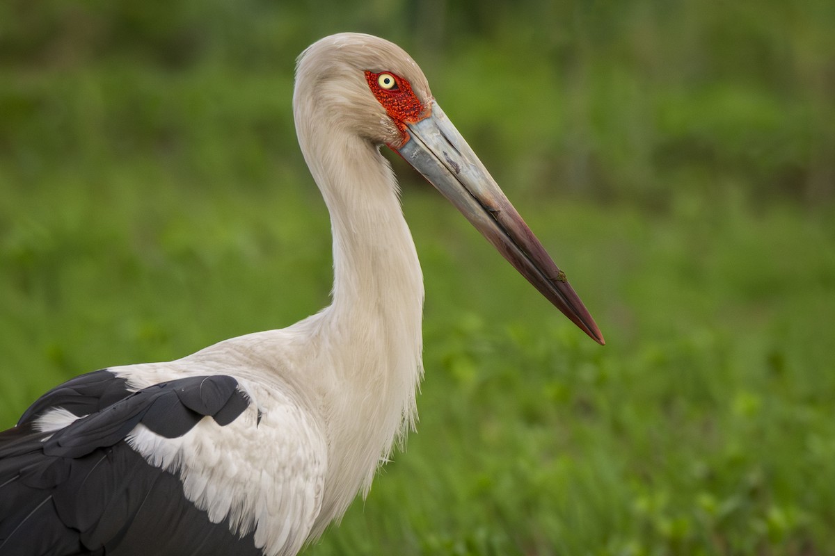 Maguari Stork - ADRIAN GRILLI