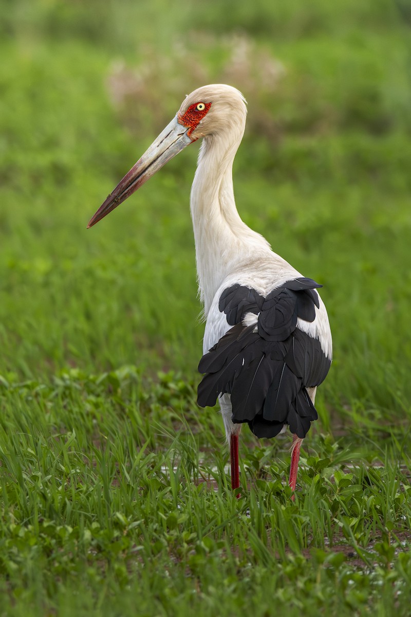 Maguari Stork - ADRIAN GRILLI