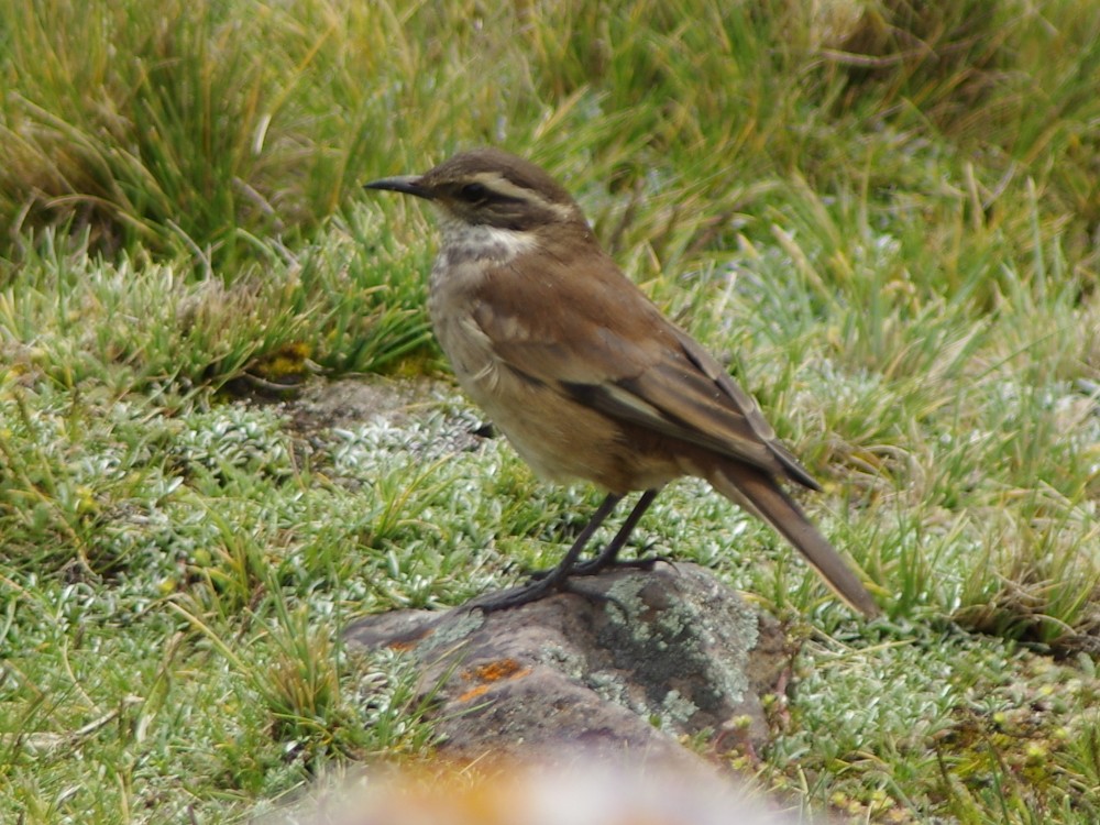 White-winged Cinclodes - ML612038941