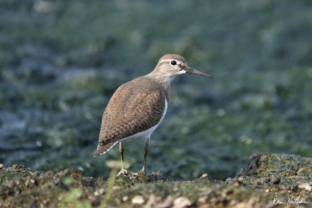 Common Sandpiper - ML612038955