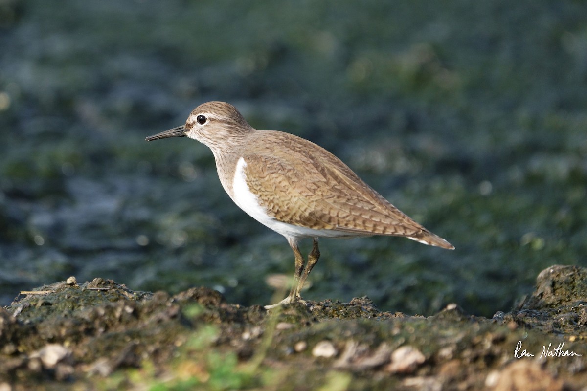 Common Sandpiper - ML612038958