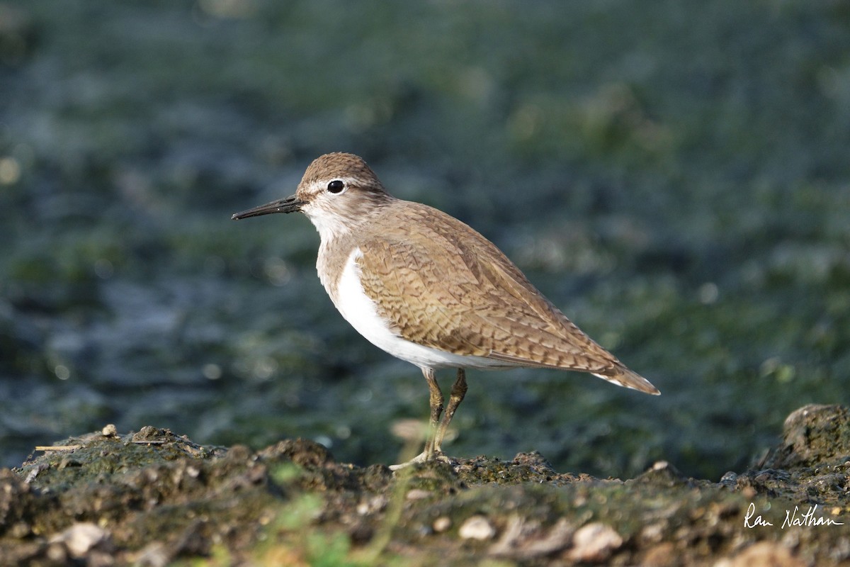 Common Sandpiper - ML612038959