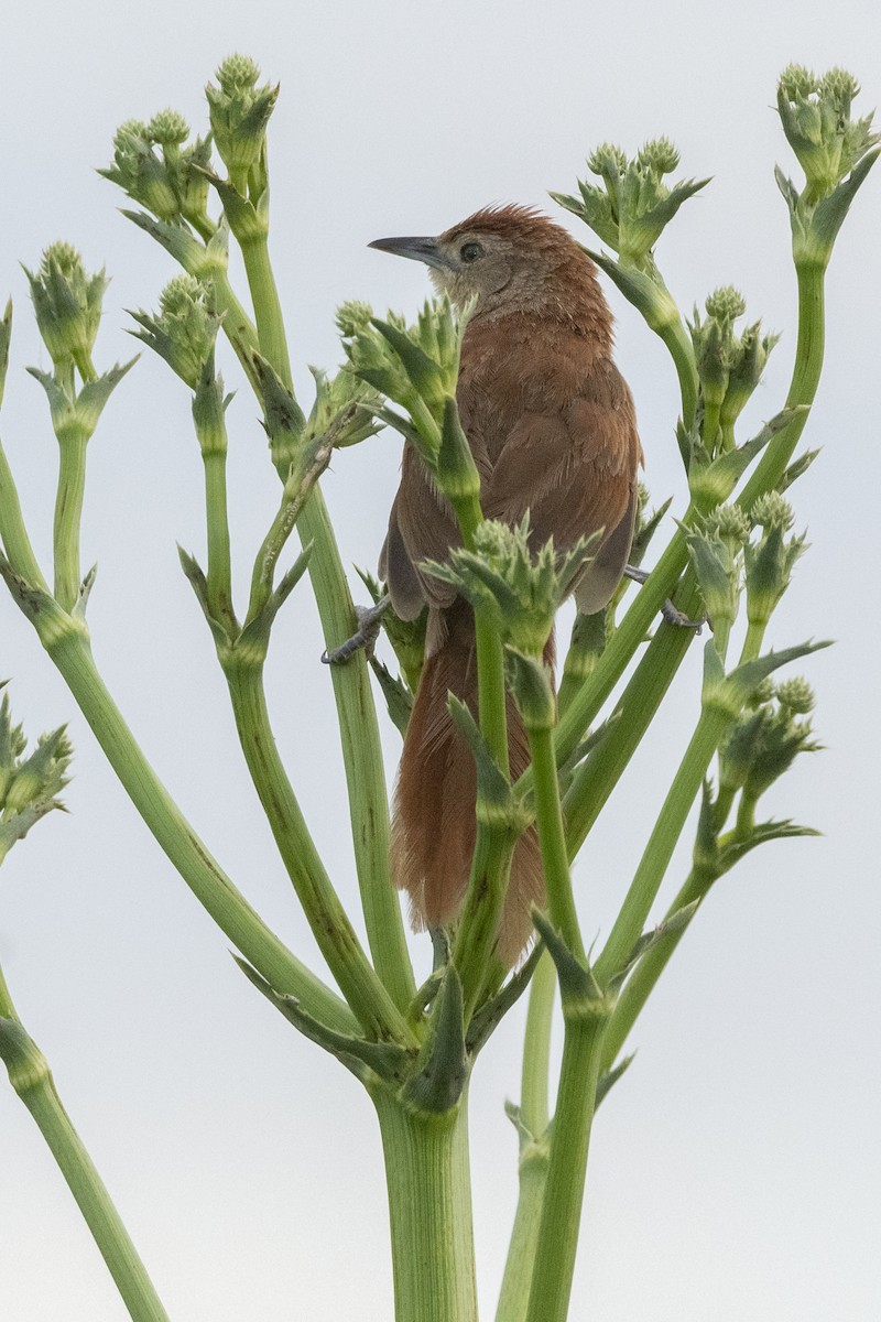 Freckle-breasted Thornbird - ML612038961