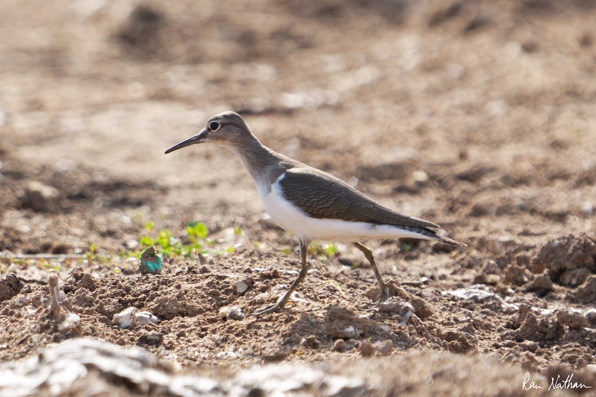 Common Sandpiper - ML612038962