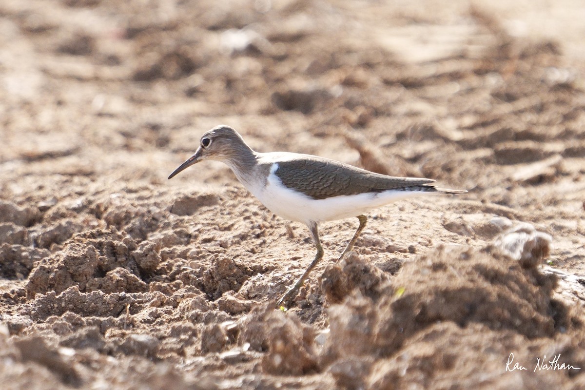 Common Sandpiper - ML612038965