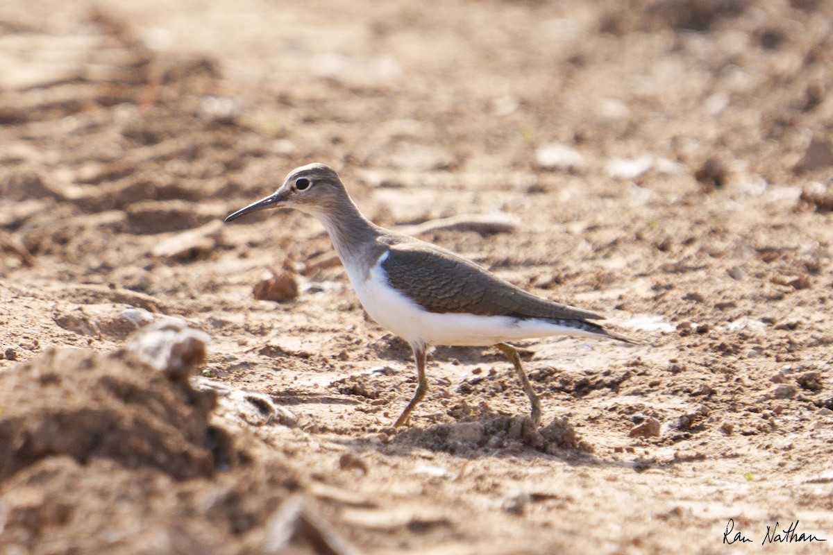 Common Sandpiper - ML612038967