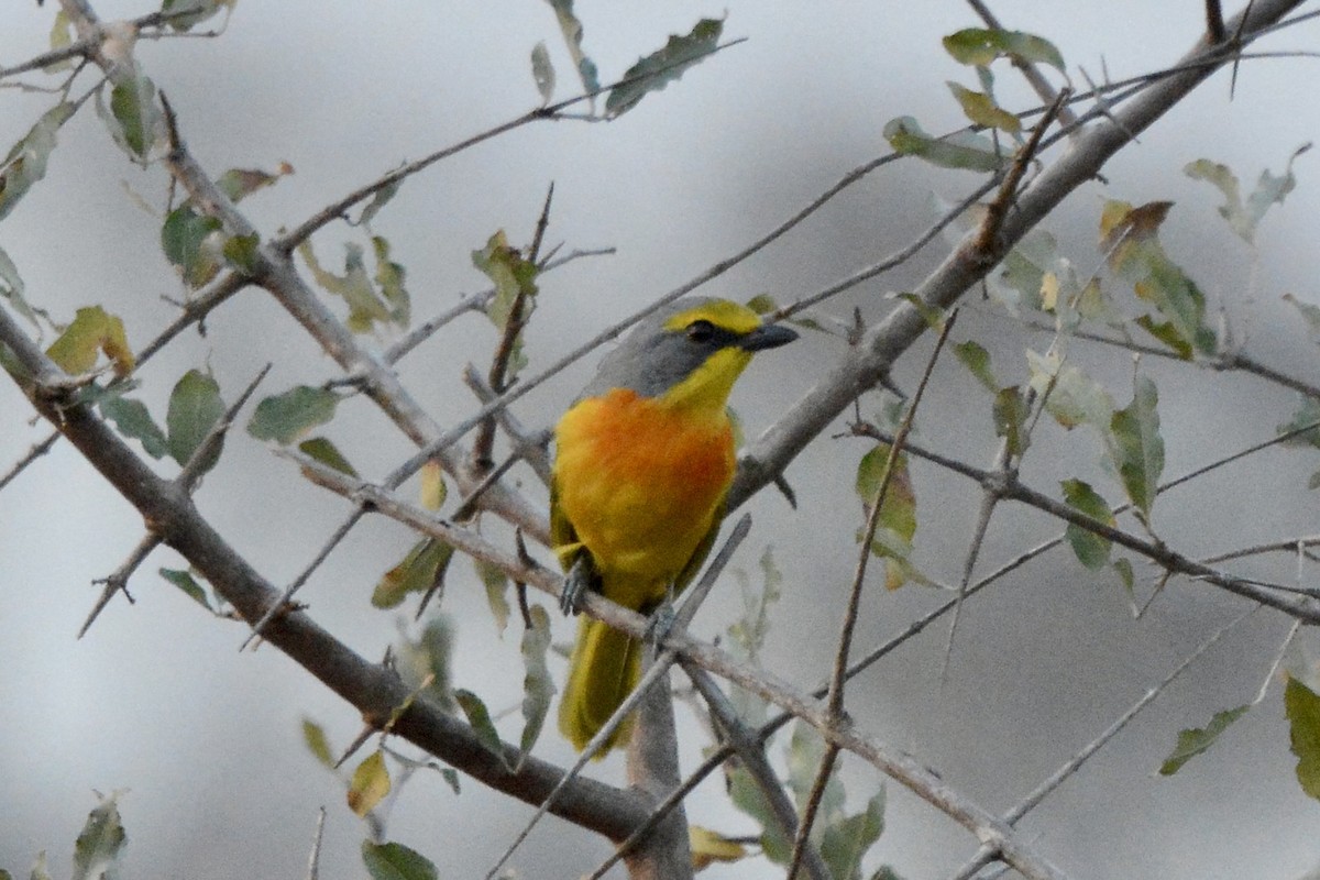 Sulphur-breasted Bushshrike - ML612038987