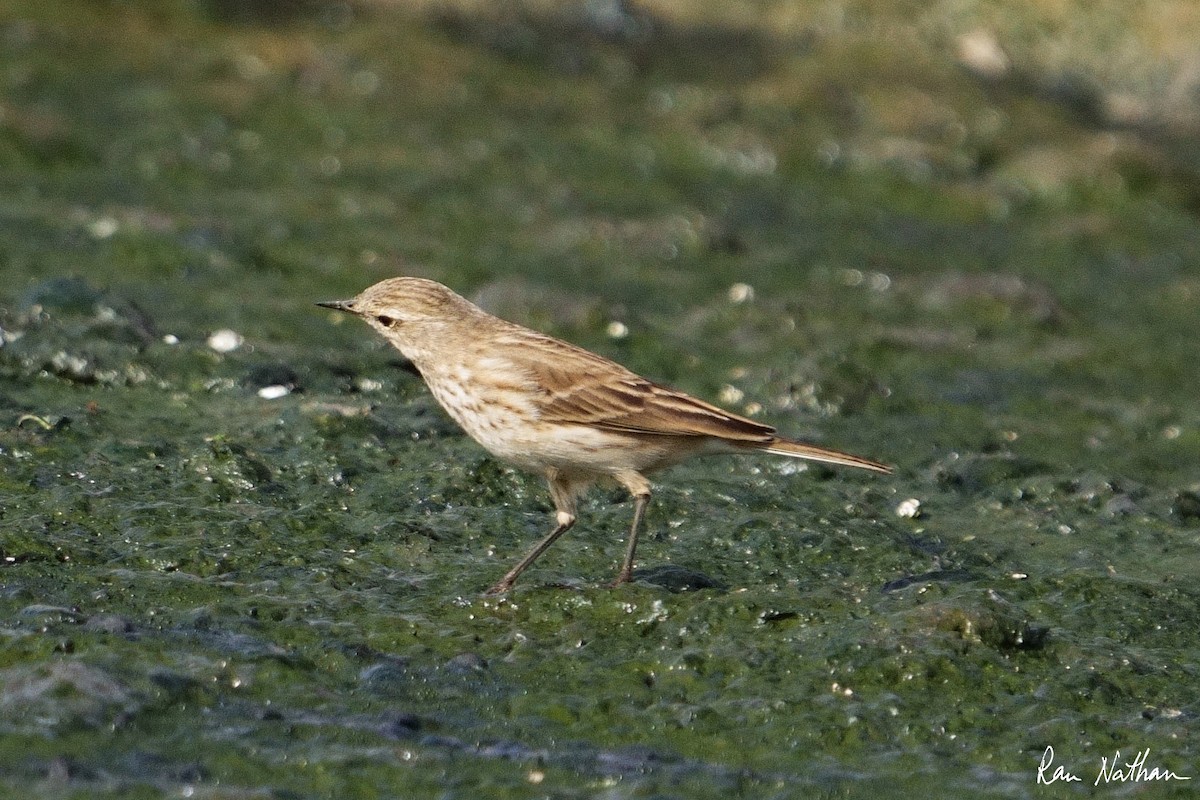 Харзны шийхнүүхэй - ML612038989