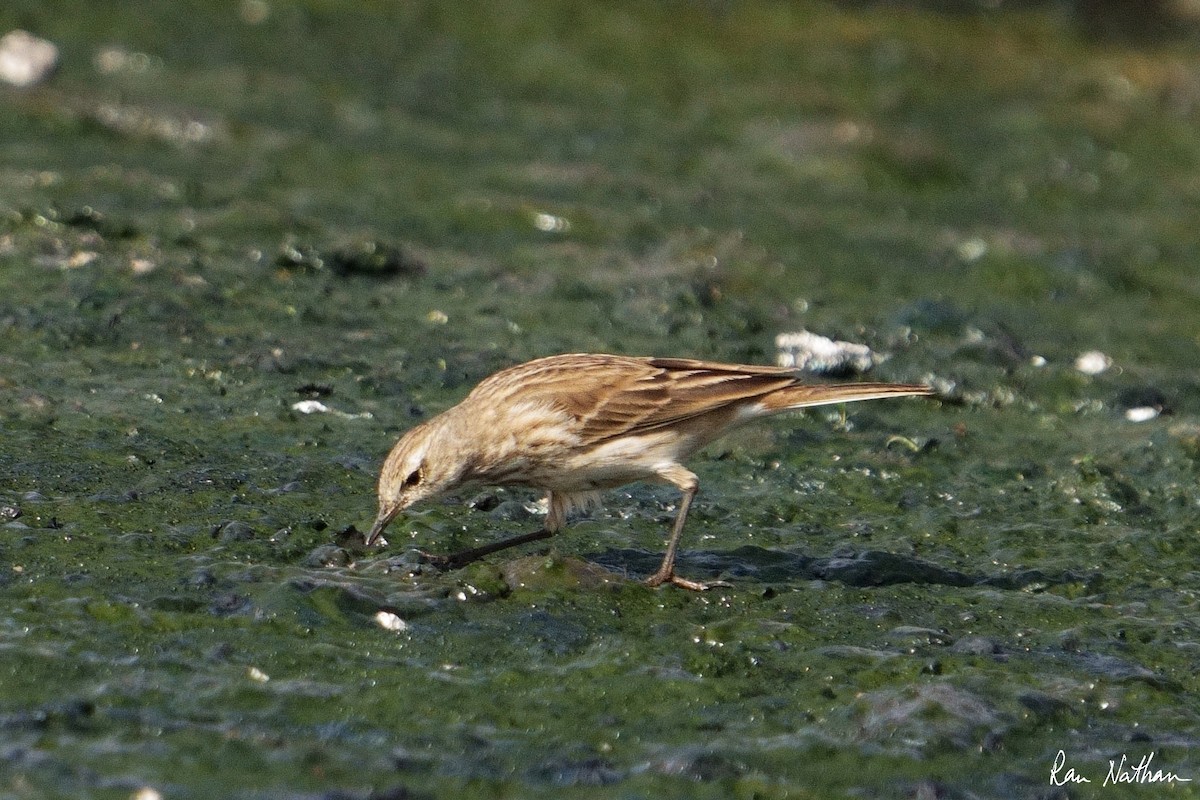 Харзны шийхнүүхэй - ML612038995
