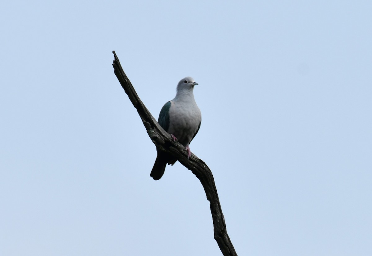 Green Imperial-Pigeon - ML612039001