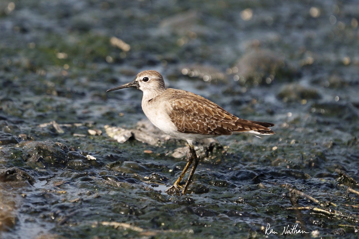 Wood Sandpiper - ML612039005