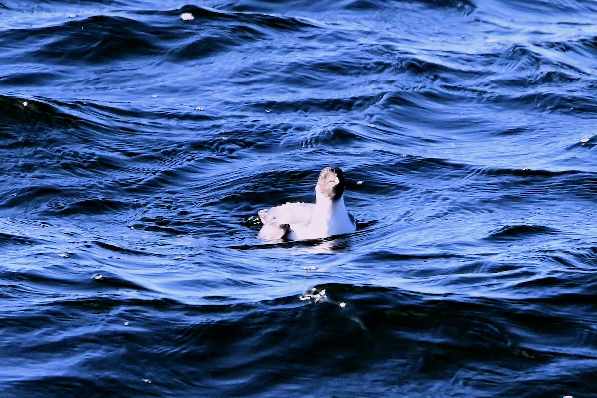 Guillemot à cou blanc - ML612039010