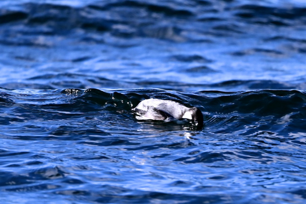 Guillemot à cou blanc - ML612039013