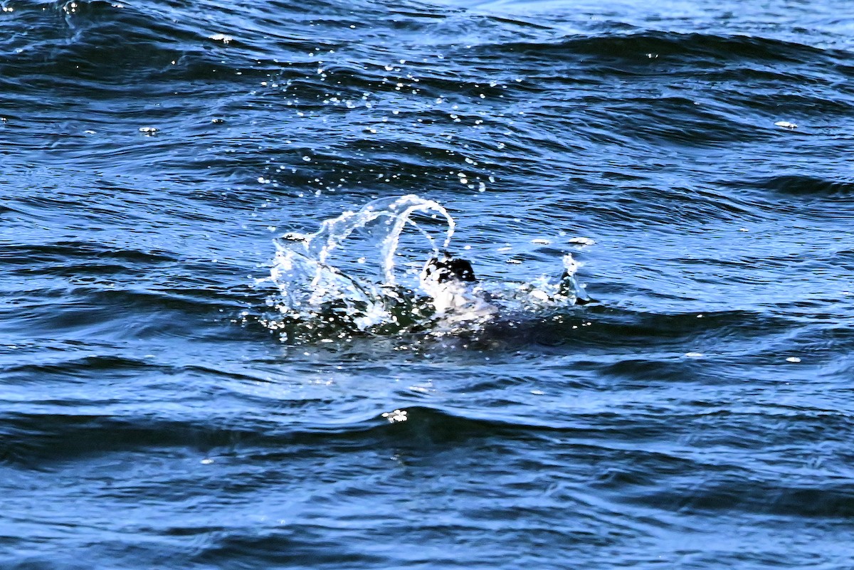 Guillemot à cou blanc - ML612039016