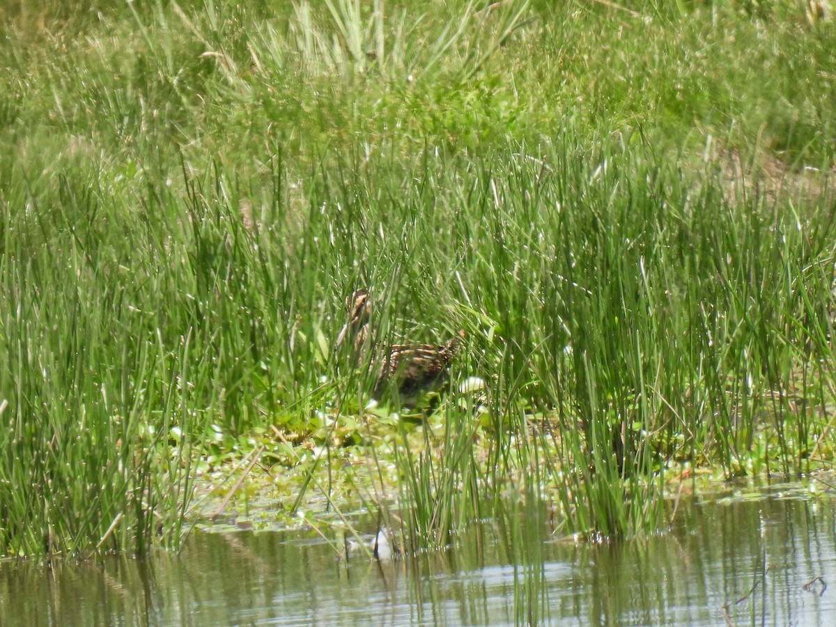 Pantanal Snipe - ML612039044