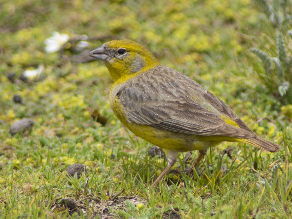 Sicale à croupion jaune - ML612039048