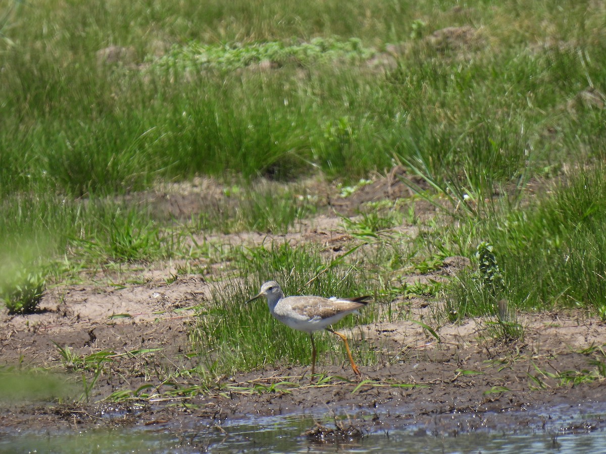 Lesser Yellowlegs - ML612039051