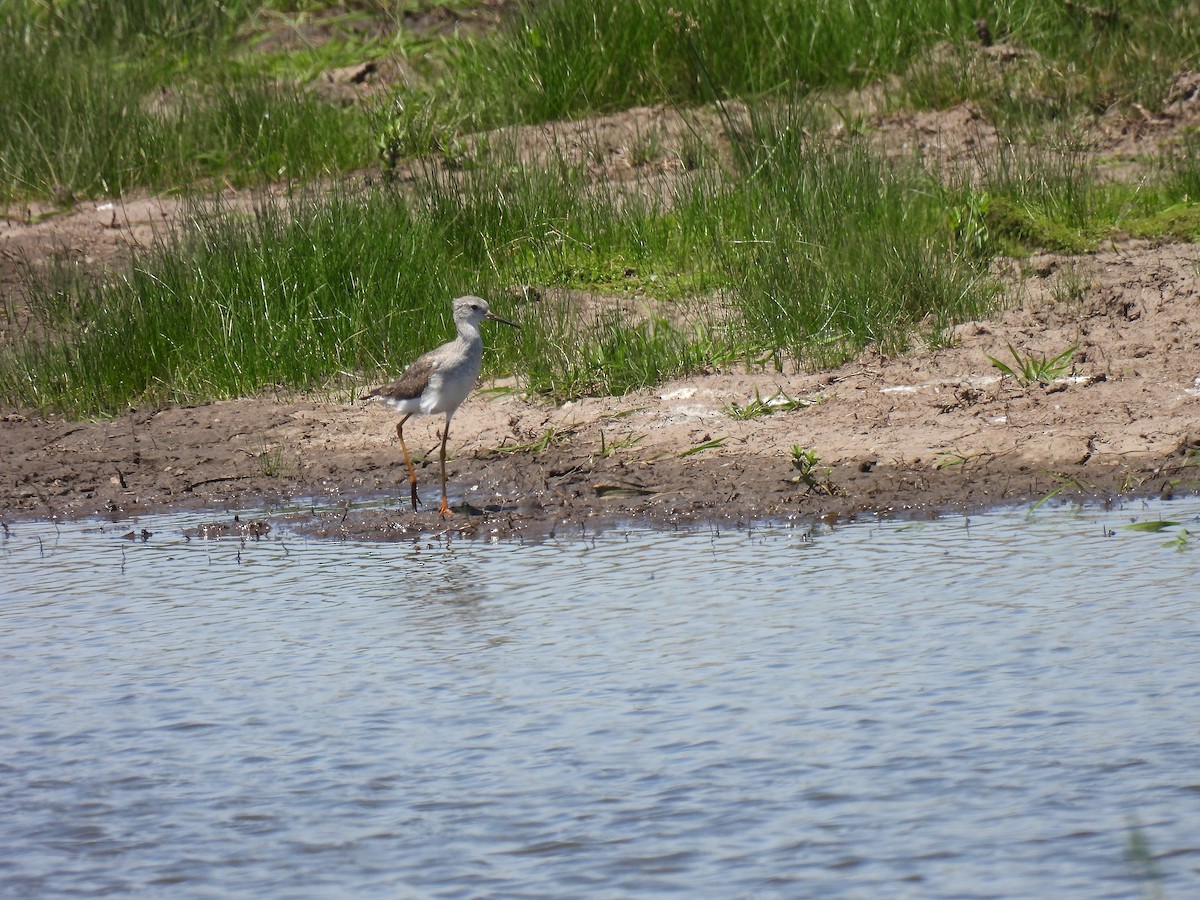 Lesser Yellowlegs - ML612039052