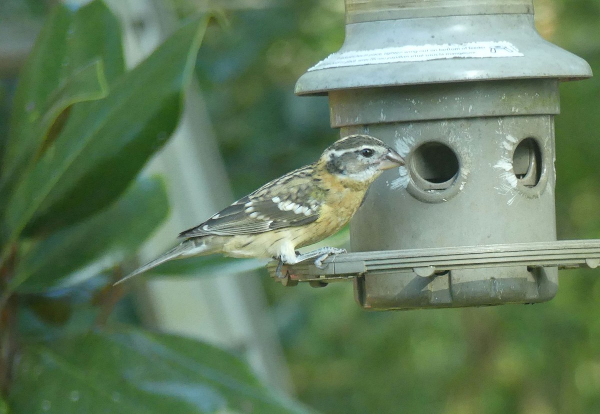 Black-headed Grosbeak - ML612039058