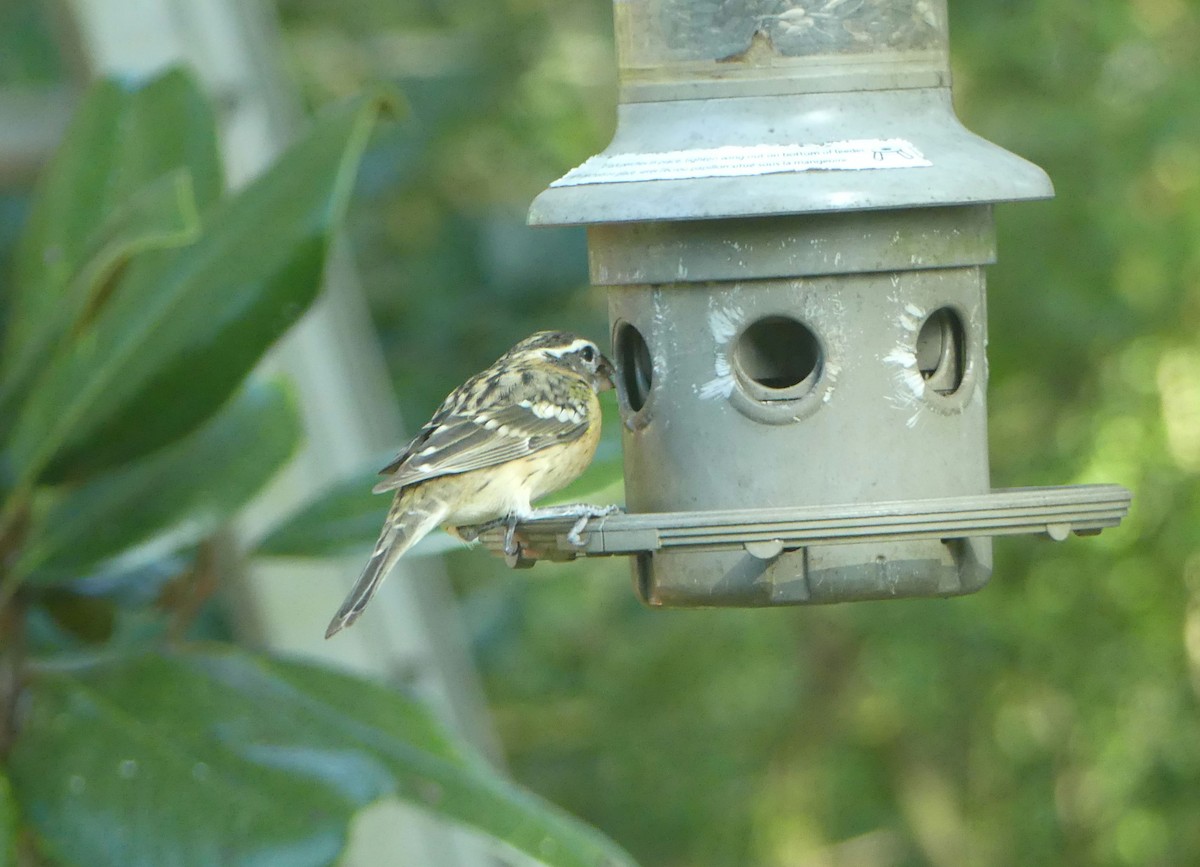 Black-headed Grosbeak - ML612039059