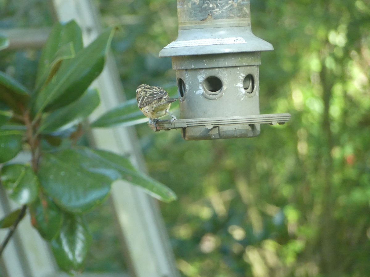 Black-headed Grosbeak - Wolfgang Adolph