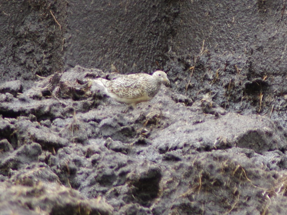 Gray-breasted Seedsnipe - Volkov Sergey