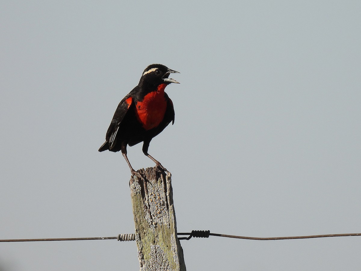 White-browed Meadowlark - ML612039186