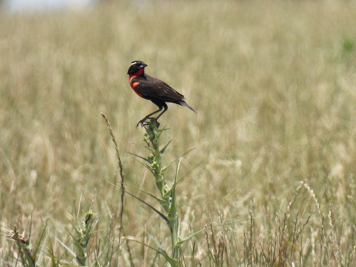 White-browed Meadowlark - ML612039187