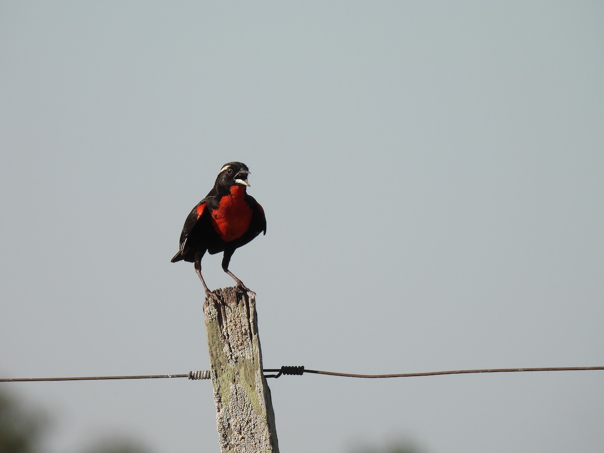 White-browed Meadowlark - ML612039188