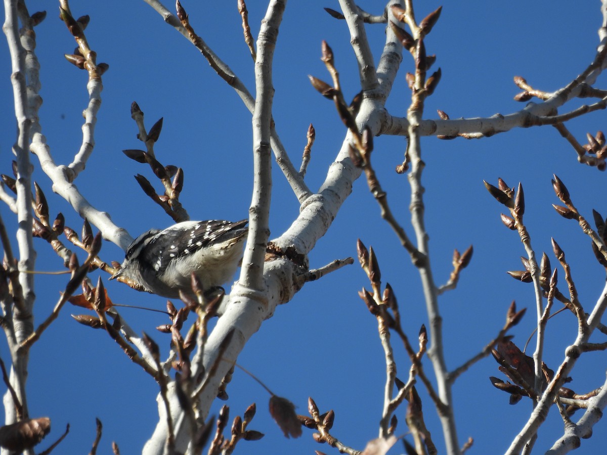 Downy Woodpecker - ML612039211