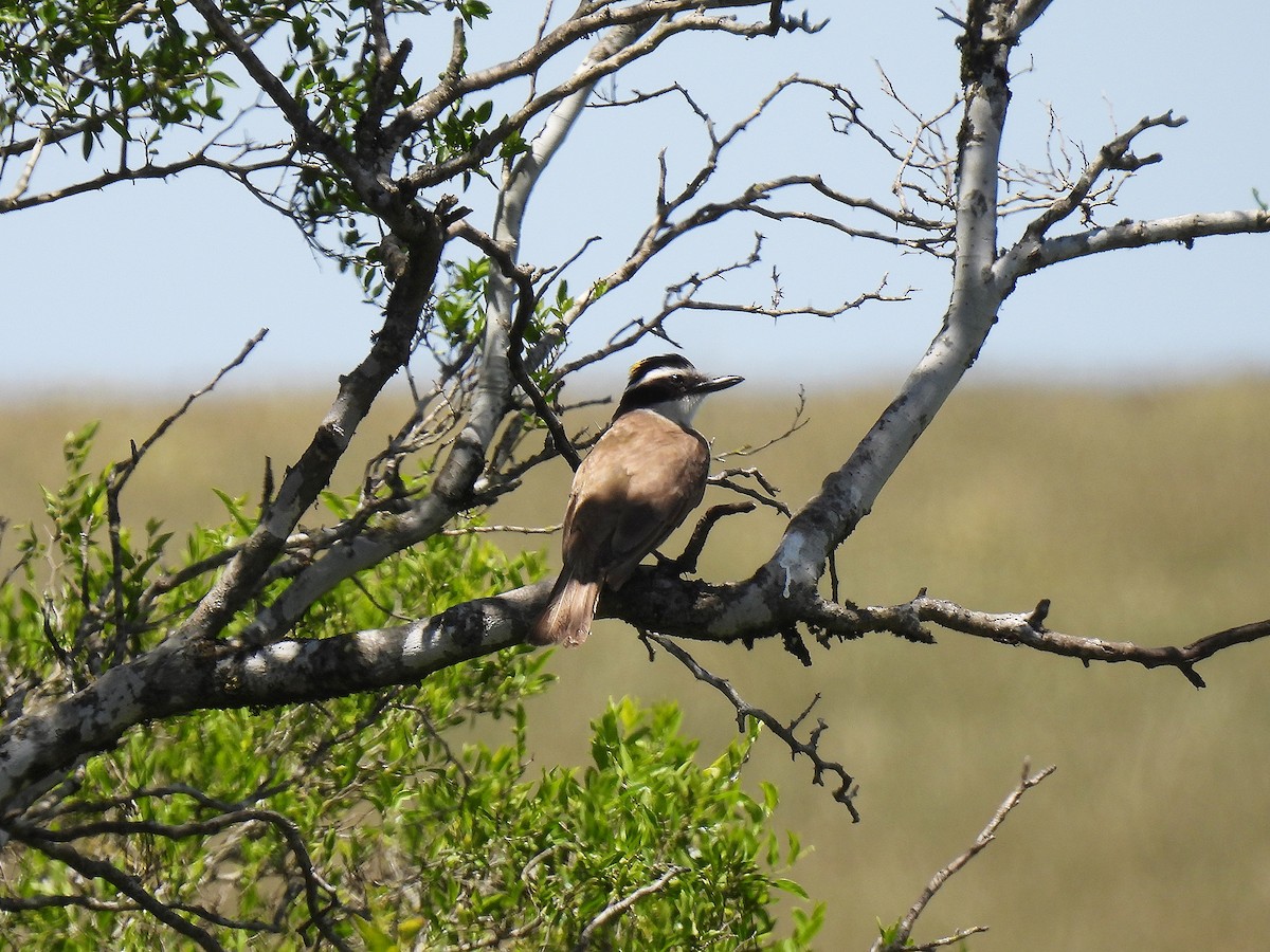 Great Kiskadee - ML612039221