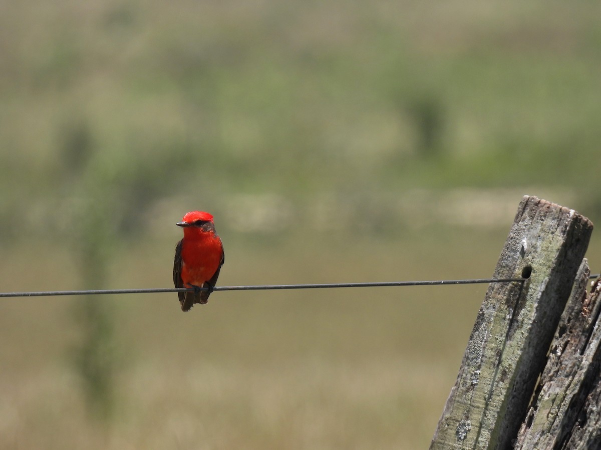 Vermilion Flycatcher - ML612039236